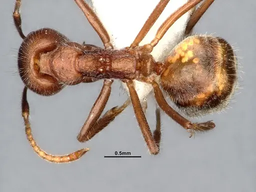 Dolichoderus affinis specimen SMFHYM0008909 image smfhym0008909_1