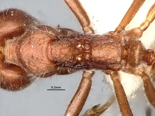 Dolichoderus affinis specimen SMFHYM0008909 image smfhym0008909_2