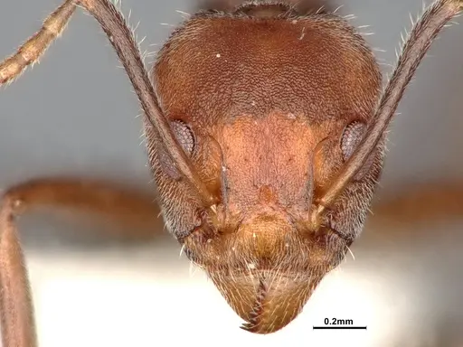 Dolichoderus affinis specimen SMFHYM0008909 image smfhym0008909_3