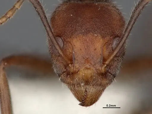Dolichoderus affinis specimen SMFHYM0008909 image smfhym0008909_4