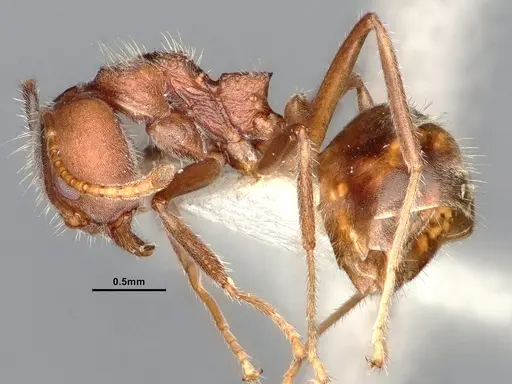 Dolichoderus affinis specimen SMFHYM0008909 image smfhym0008909_5
