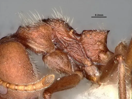 Dolichoderus affinis specimen SMFHYM0008909 image smfhym0008909_6