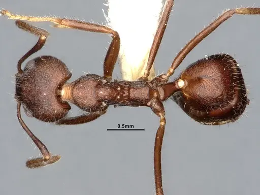 Dolichoderus affinis specimen SMFHYM0008910 image smfhym0008910_1