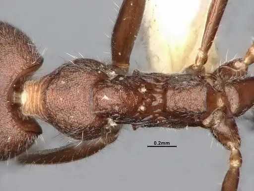Dolichoderus affinis specimen SMFHYM0008910 image smfhym0008910_2