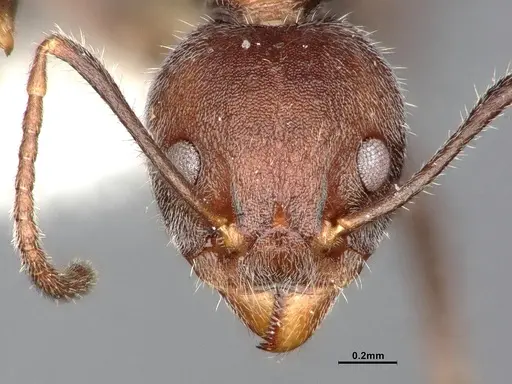 Dolichoderus affinis specimen SMFHYM0008910 image smfhym0008910_3