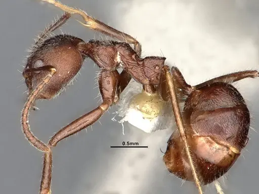 Dolichoderus affinis specimen SMFHYM0008910 image smfhym0008910_4
