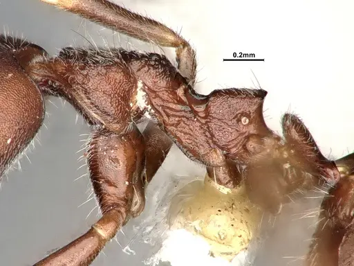 Dolichoderus affinis specimen SMFHYM0008910 image smfhym0008910_5