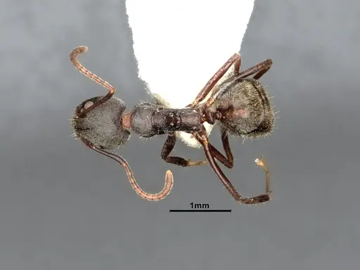 Dolichoderus affinis specimen SMFHYM0008912 image smfhym0008912_1