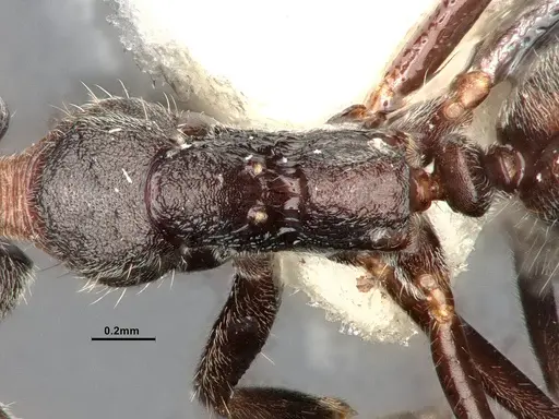 Dolichoderus affinis specimen SMFHYM0008912 image smfhym0008912_2