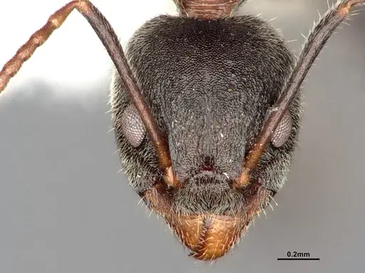 Dolichoderus affinis specimen SMFHYM0008912 image smfhym0008912_3