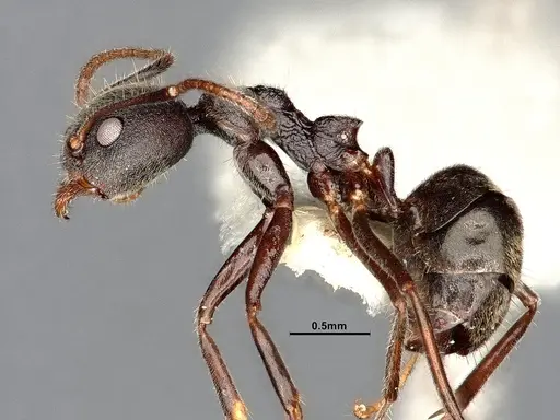 Dolichoderus affinis specimen SMFHYM0008912 image smfhym0008912_4
