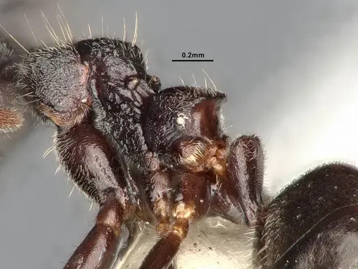 Dolichoderus affinis specimen SMFHYM0008912 image smfhym0008912_5