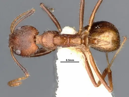 Dolichoderus affinis specimen SMFHYM0008913 image smfhym0008913_1