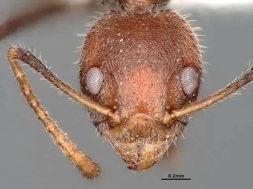 Dolichoderus affinis specimen SMFHYM0008913 image smfhym0008913_2
