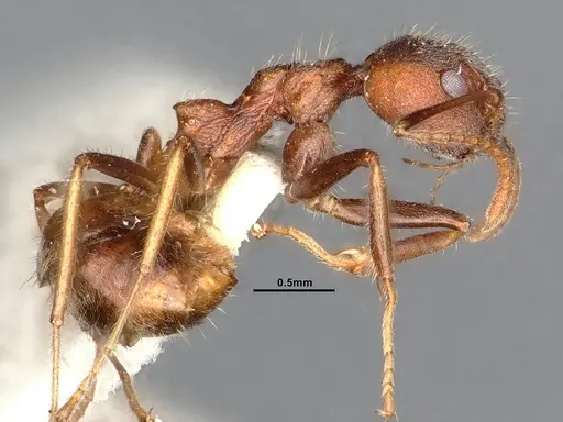 Dolichoderus affinis specimen SMFHYM0008913 image smfhym0008913_3