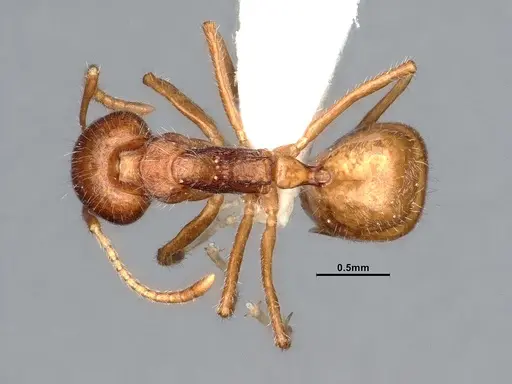 Dolichoderus affinis specimen SMFHYM0008938 image smfhym0008938_1