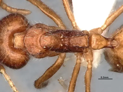 Dolichoderus affinis specimen SMFHYM0008938 image smfhym0008938_2