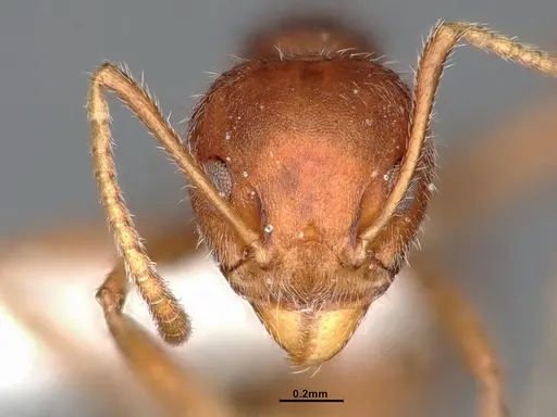 Dolichoderus affinis specimen SMFHYM0008938 image smfhym0008938_3