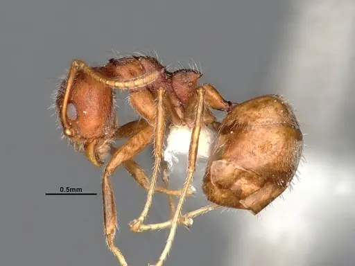Dolichoderus affinis specimen SMFHYM0008938 image smfhym0008938_4