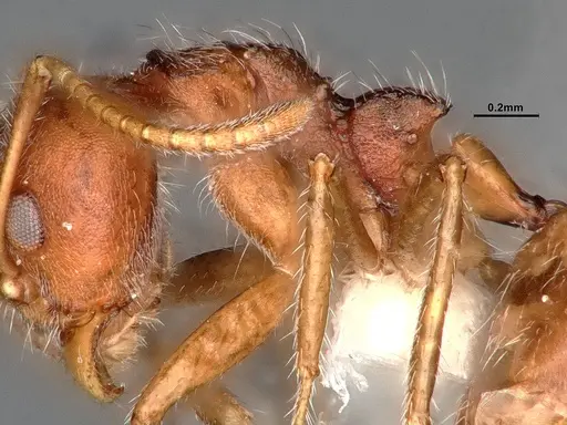 Dolichoderus affinis specimen SMFHYM0008938 image smfhym0008938_5