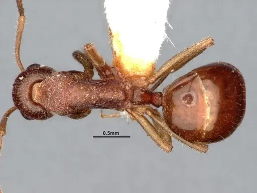 Dolichoderus albamaculus specimen CASENT0886100 image casent0886100_1