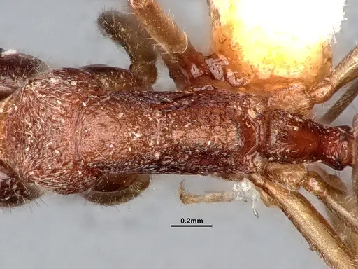 Dolichoderus albamaculus specimen CASENT0886100 image casent0886100_2