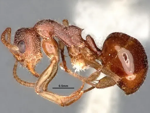 Dolichoderus albamaculus specimen CASENT0886100 image casent0886100_5