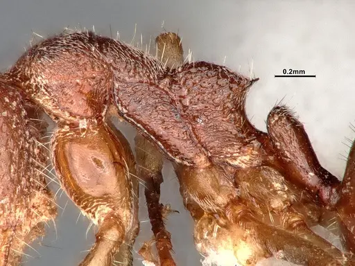 Dolichoderus albamaculus specimen CASENT0886100 image casent0886100_6