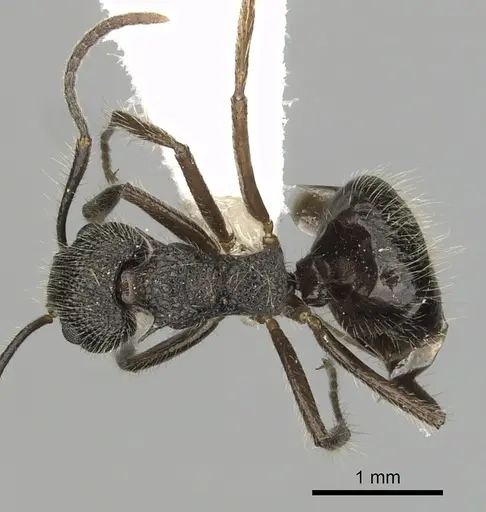Dolichoderus andinus specimen CASENT0249651 image casent0249651_1