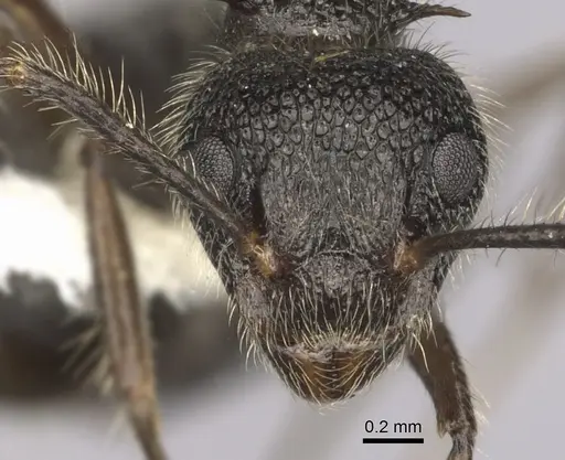 Dolichoderus andinus specimen CASENT0249651 image casent0249651_2