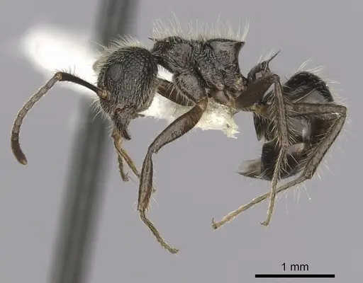 Dolichoderus andinus specimen CASENT0249651 image casent0249651_3