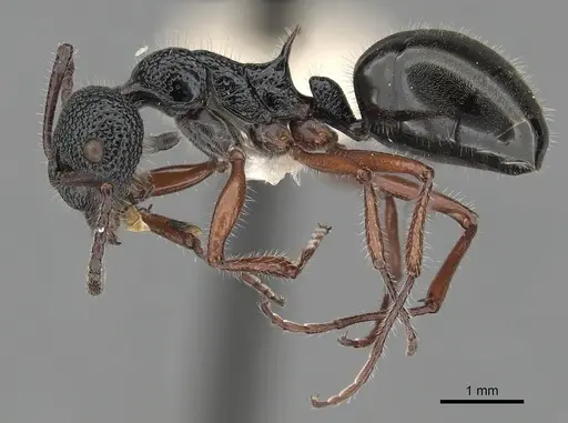 Dolichoderus angusticornis specimen CASENT0249557 image casent0249557_3