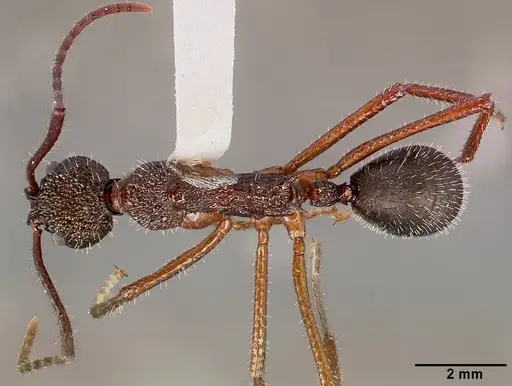 Dolichoderus attelaboides specimen CASENT0003188 image casent0003188_1