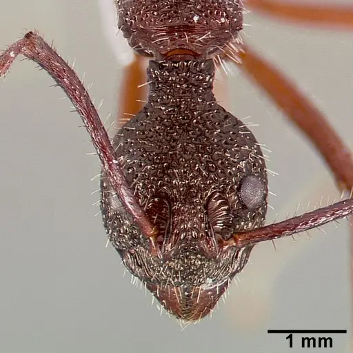 Dolichoderus attelaboides specimen CASENT0003188 image casent0003188_2