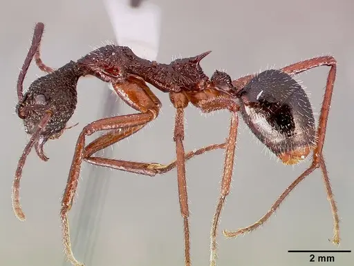 Dolichoderus attelaboides specimen CASENT0003188 image casent0003188_3