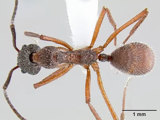 Dolichoderus attelaboides specimen CASENT0106108 image casent0106108_1