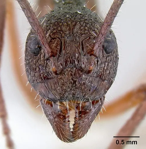 Dolichoderus attelaboides specimen CASENT0106108 image casent0106108_2