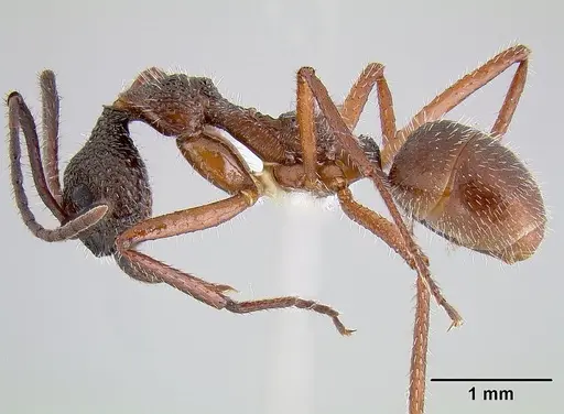 Dolichoderus attelaboides specimen CASENT0106108 image casent0106108_3