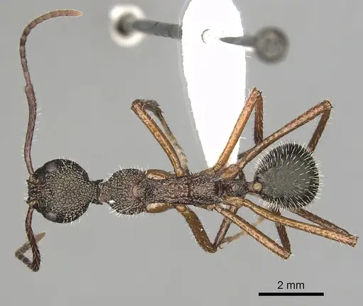 Dolichoderus attelaboides specimen CASENT0249660 image casent0249660_1