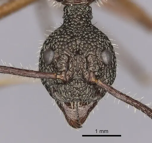 Dolichoderus attelaboides specimen CASENT0249660 image casent0249660_2