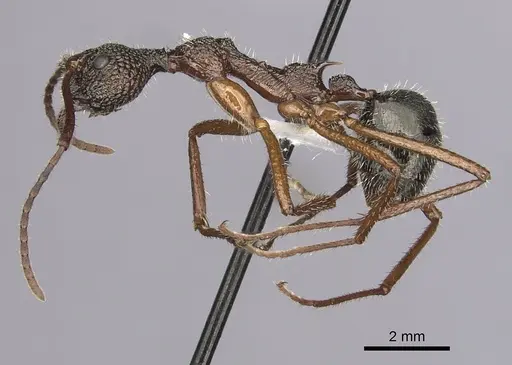 Dolichoderus attelaboides specimen CASENT0249660 image casent0249660_3