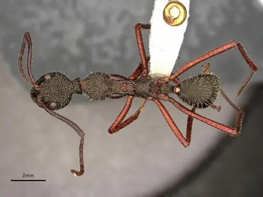 Dolichoderus attelaboides specimen CASENT0866521 image casent0866521_1