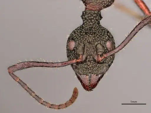 Dolichoderus attelaboides specimen CASENT0866521 image casent0866521_2