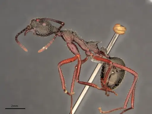Dolichoderus attelaboides specimen CASENT0866521 image casent0866521_3