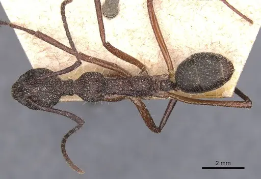 Dolichoderus attelaboides specimen CASENT0911500 image casent0911500_1