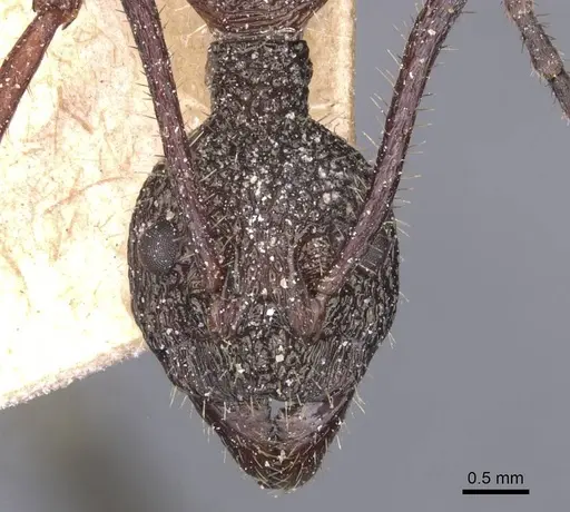 Dolichoderus attelaboides specimen CASENT0911500 image casent0911500_2