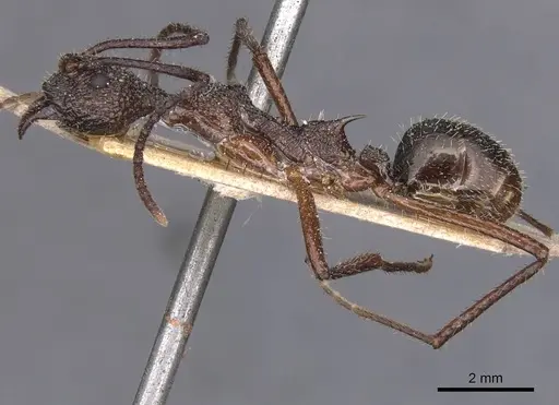 Dolichoderus attelaboides specimen CASENT0911500 image casent0911500_3