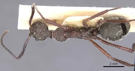 Dolichoderus attelaboides specimen CASENT0911501 image casent0911501_1