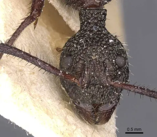 Dolichoderus attelaboides specimen CASENT0911501 image casent0911501_2