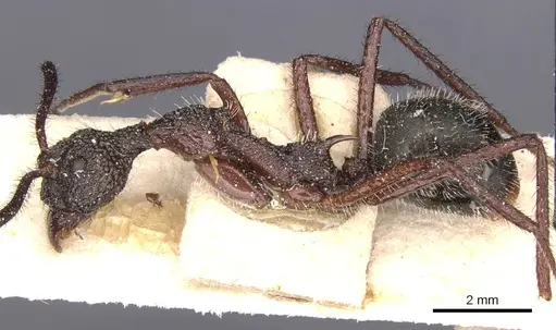 Dolichoderus attelaboides specimen CASENT0911501 image casent0911501_3